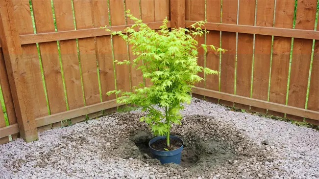 Removing the Maple from Its Container