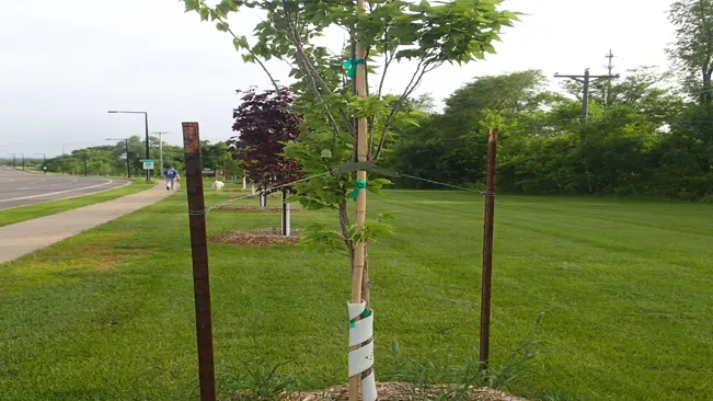 If your maple is young and fragile, stake it to provide support