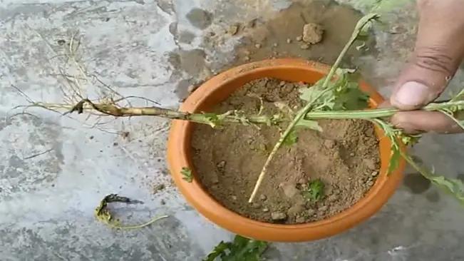 Planting Mugwort from Root Cuttings