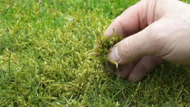 Hand removing moss from lawn