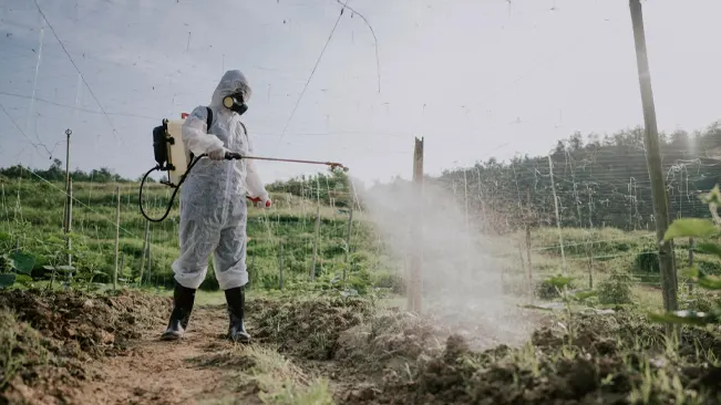 Person in protective gear spraying crops in a field