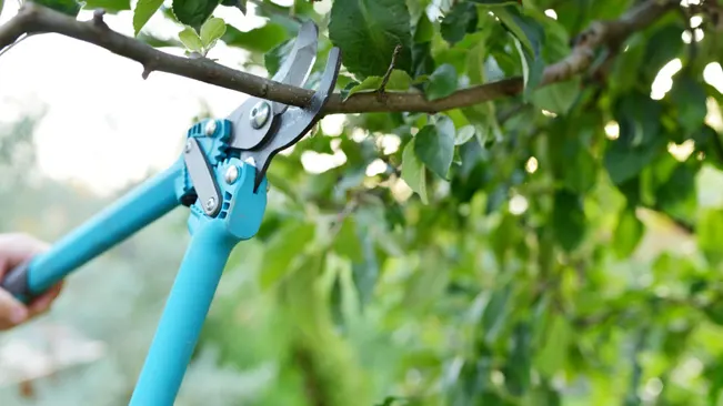 Pruning tree branch with shears.