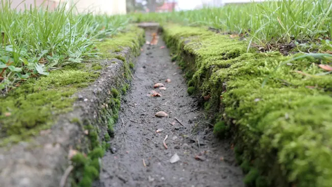 Mossy dirt path