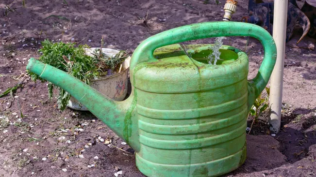 Green watering can on dirt