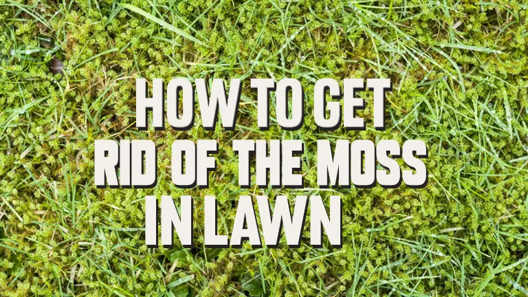 How to Get Rid of Moss in Your Lawn: Effective Ways
