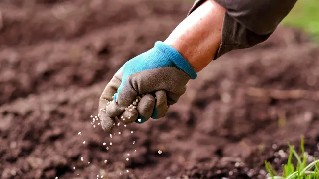 Person in blue gloves sowing seeds in soil