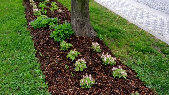 Flowerbed next to a tree in a garden