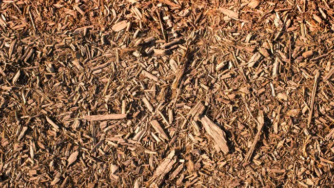 Close-up of scattered brown wood chips