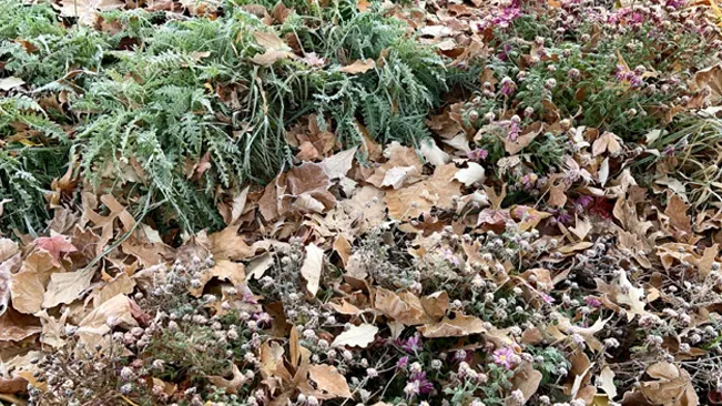 Frosty garden with green and purple plants and dried leaves