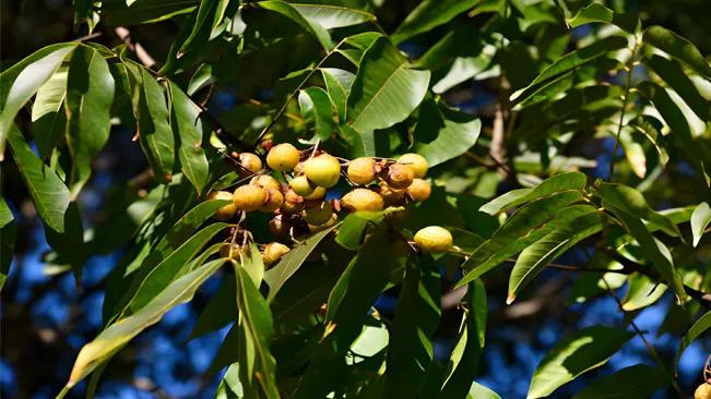 Climate Requirements for Nutmeg Trees