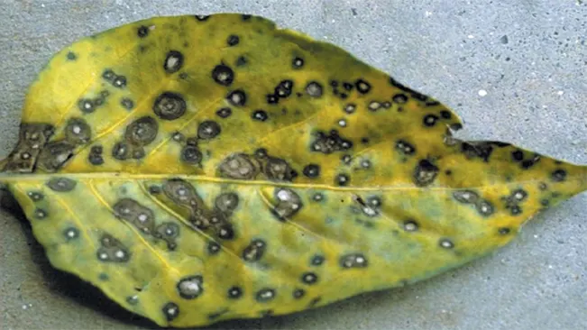 Common Diseases - Leaf Spot (Phytophthora spp., Colletotrichum spp.
