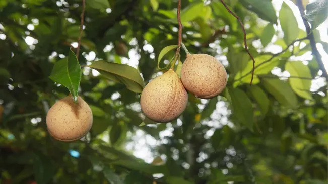 How to Grow a Nutmeg Tree