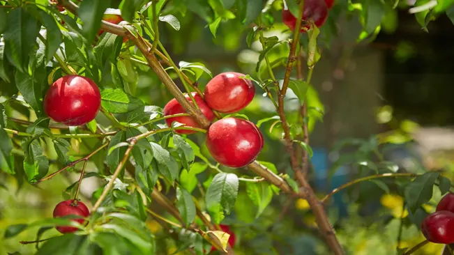 nectarine tree full of bright red fruits