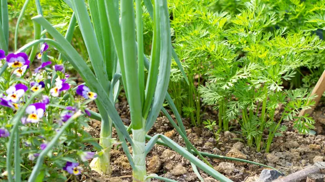 companion plants for onions