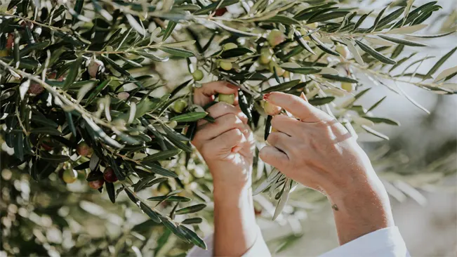  It involves picking olives by hand, one by one