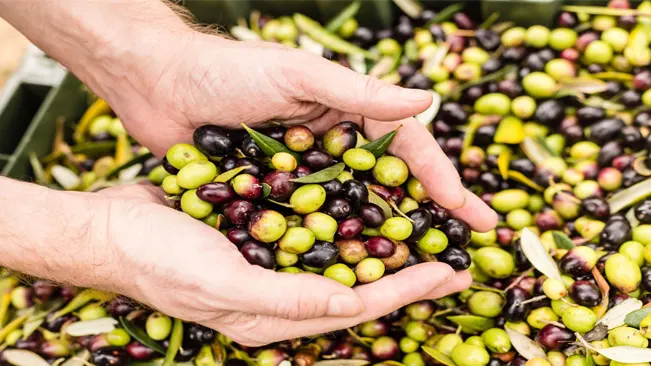 The timing of harvest is critical and varies depending on what the olives are being used for