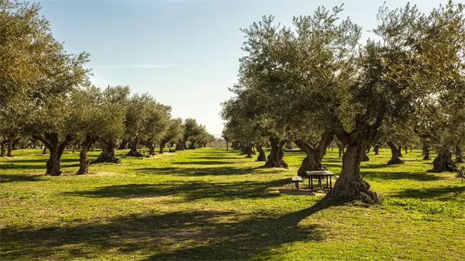 Olive trees require a spot that receives at least six hours of direct sunlight daily
