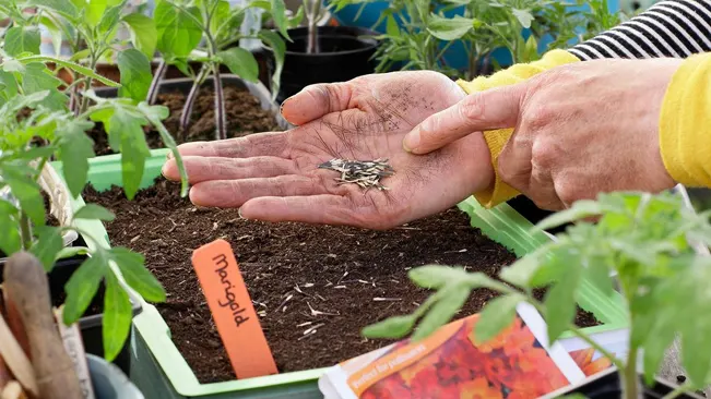 Person planting marigold seeds in a tray