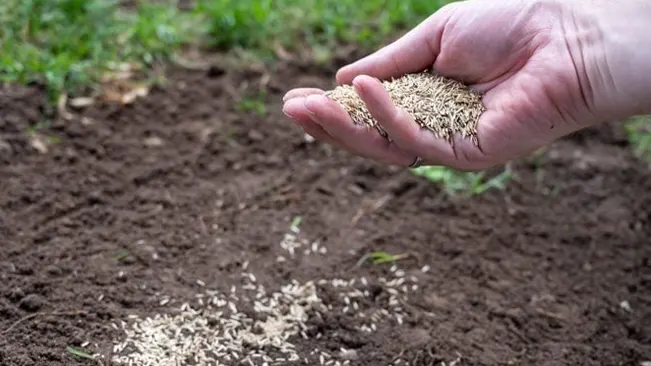 shows a close-up of a hand sowing seeds onto fertile, dark soil. Some seeds are already scattered on the surface