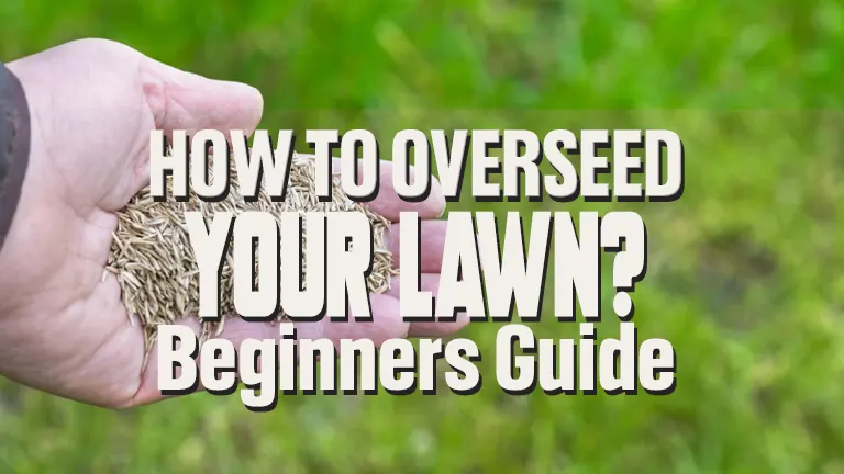 How to Over Seed Your Lawn Easy Guide For Beginners