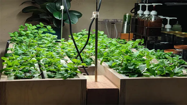 Growing Peppermint Indoors