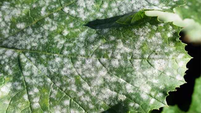 Characteristics of Powdery Mildew