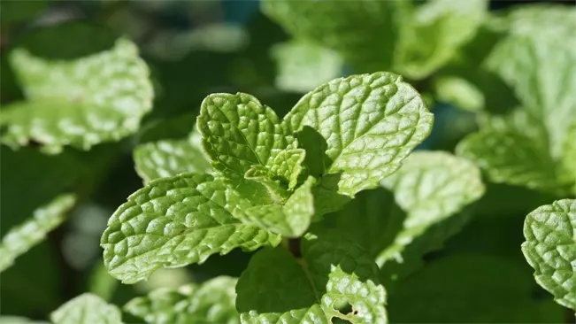 Peppermint is a popular perennial herb known for its aromatic leaves