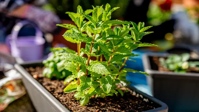 Peppermint is versatile when it comes to sunlight exposure