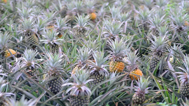 Understanding Pineapple Ripeness