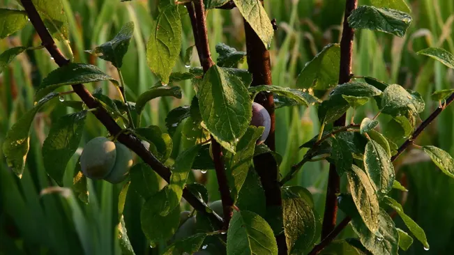 Caring for Your Plum Tree