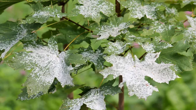 Powdery mildew is a common fungal problem affecting many plants