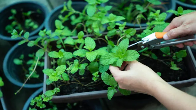 Pruning is essential for maintaining a healthy peppermint plant and ensuring a steady supply of fresh leaves