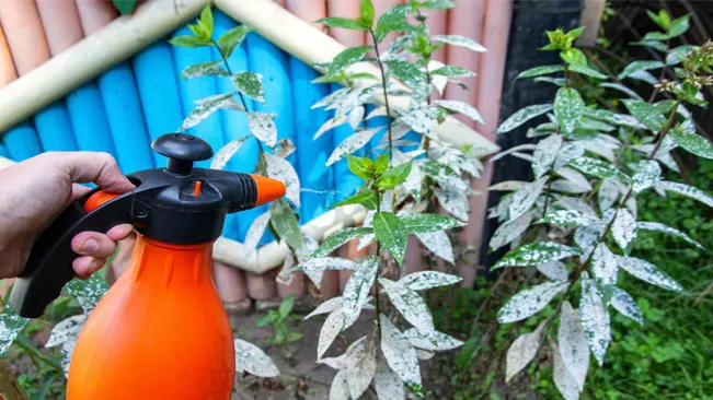 Baking Soda Spray