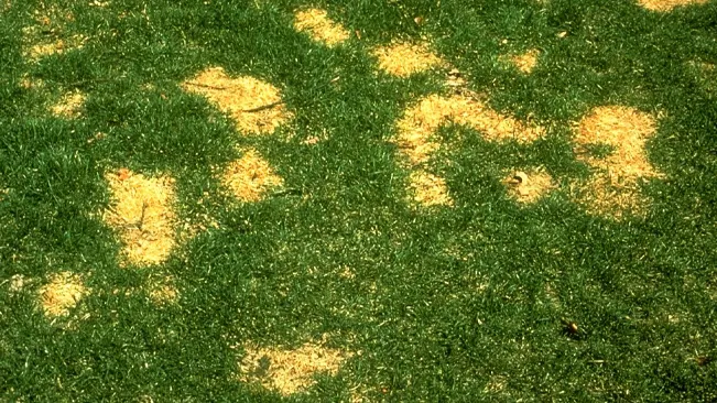 Yellow spots on lawn