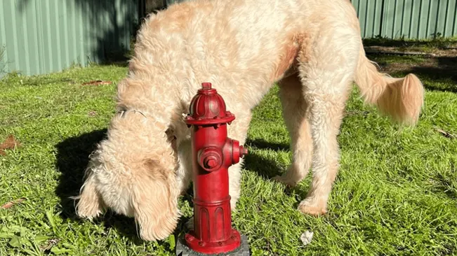 Dog by fire hydrant