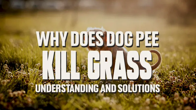 Why Does Dog Pee Kill Grass? Understanding and Solutions