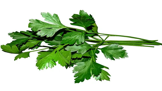 Flat-Leaf (Italian) Parsley