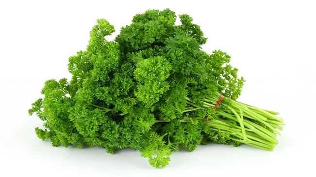 Curly (French) Parsley