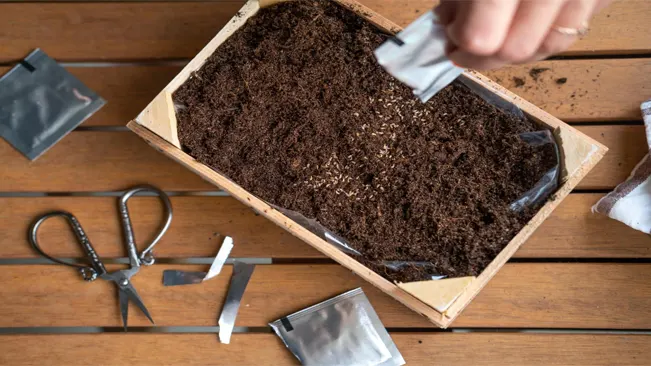 Sowing Parsley Seeds