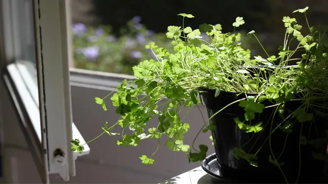 Timing for Planting Parsley