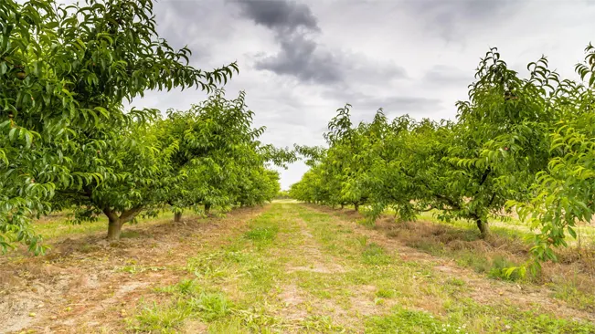 Planting Your Peach Tree