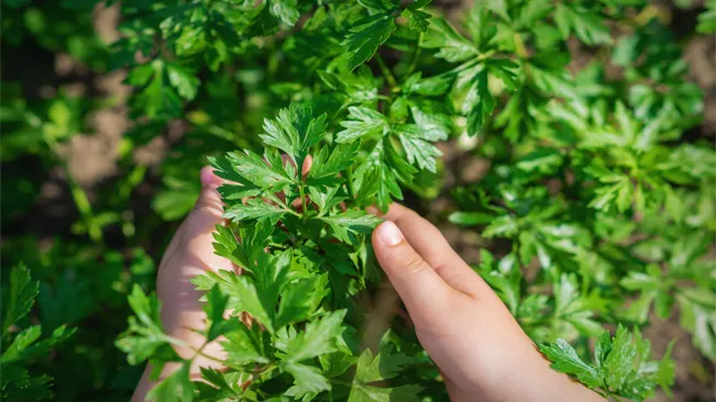 to harvest parsley is when the plant has several sets of leaves
