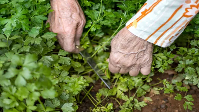 garden shears to snip the stems close to the base