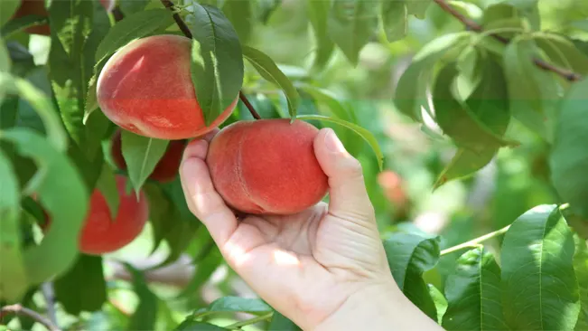 Harvesting Method