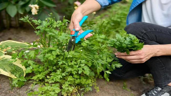 Pruning