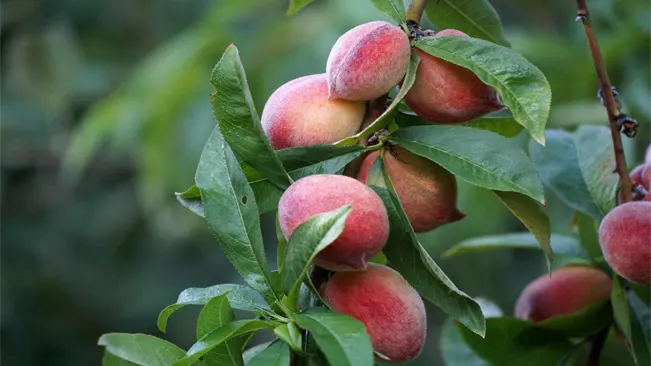 Timing of Harvest