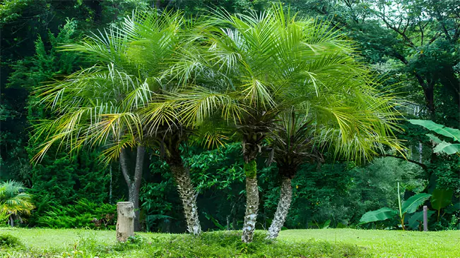 Robellini palms are characterized by their slender, green stems