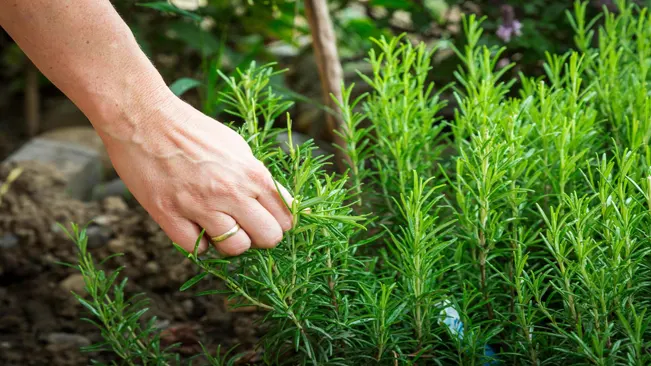 When to Harvest Rosemary