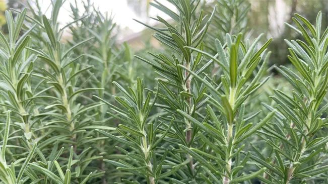 Rosemary scientifically known as Rosmarinus officinalis