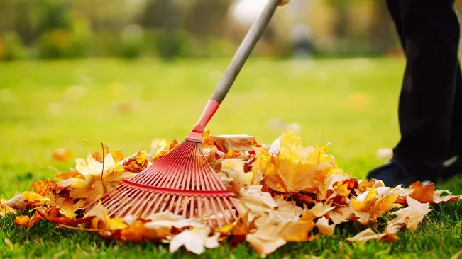 How to Renovate a Small Lawn Person raking autumn leaves on a grassy field